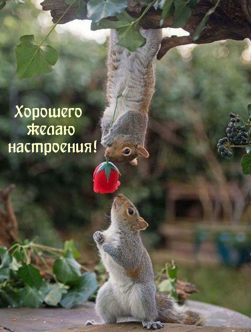 Хорошего желаю настроения!