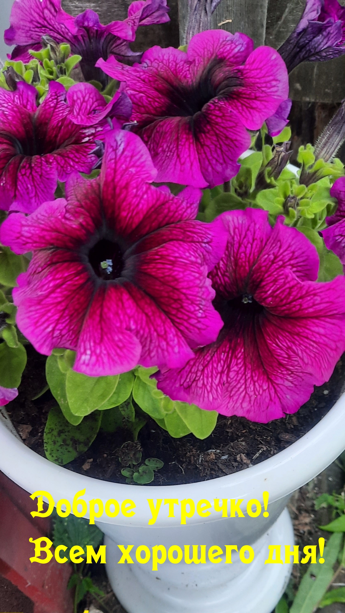 Доброе утречко! Всем хорошего дня!