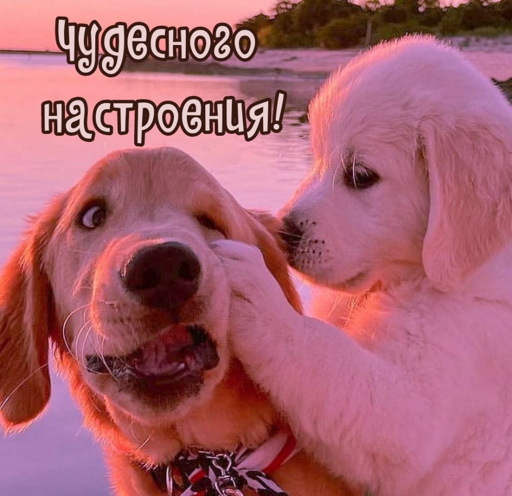 Чудесного настроения!