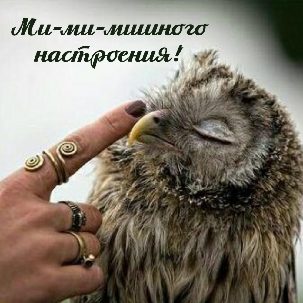 Ми-ми-мишного настроения!