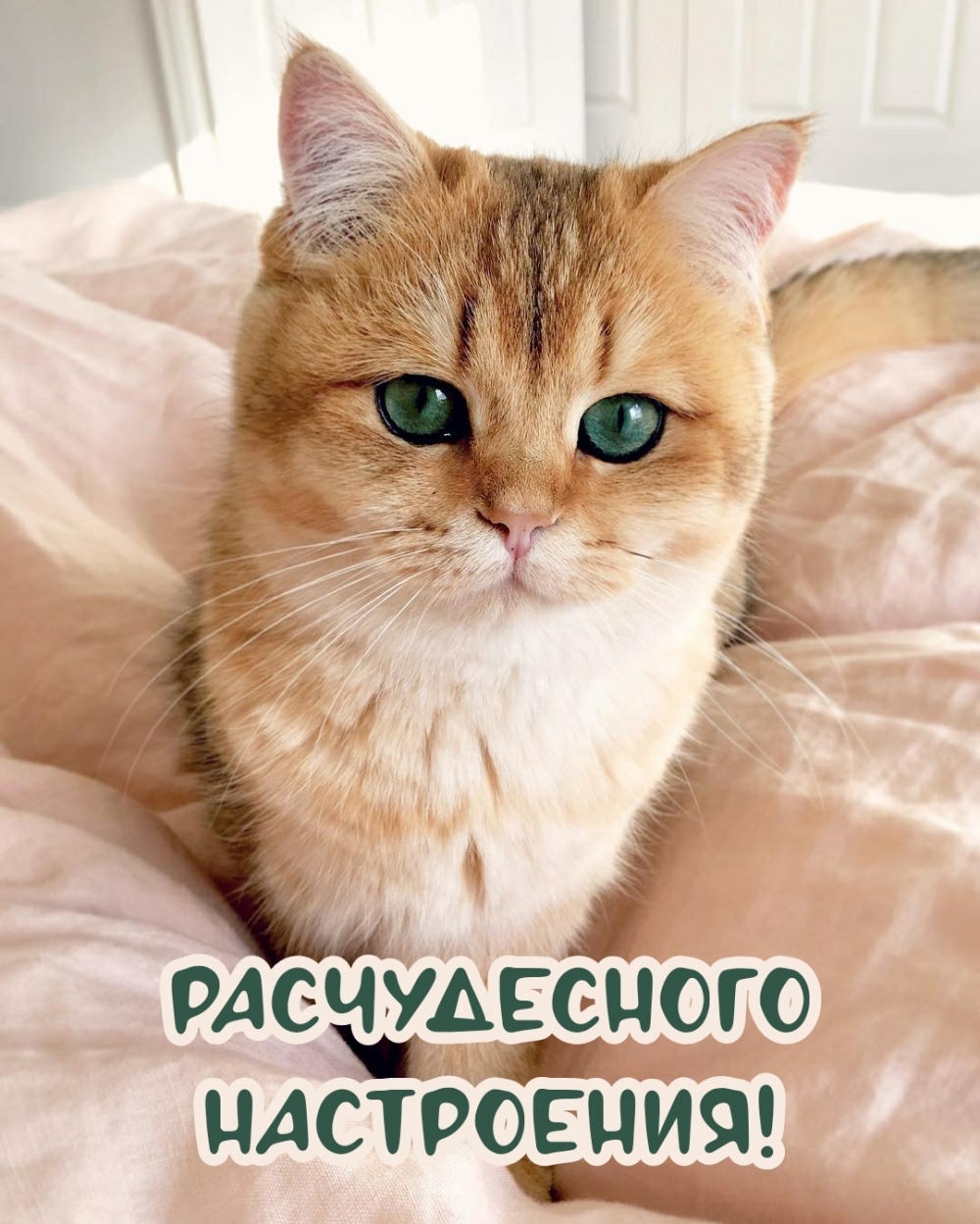 Расчудесного настроения!