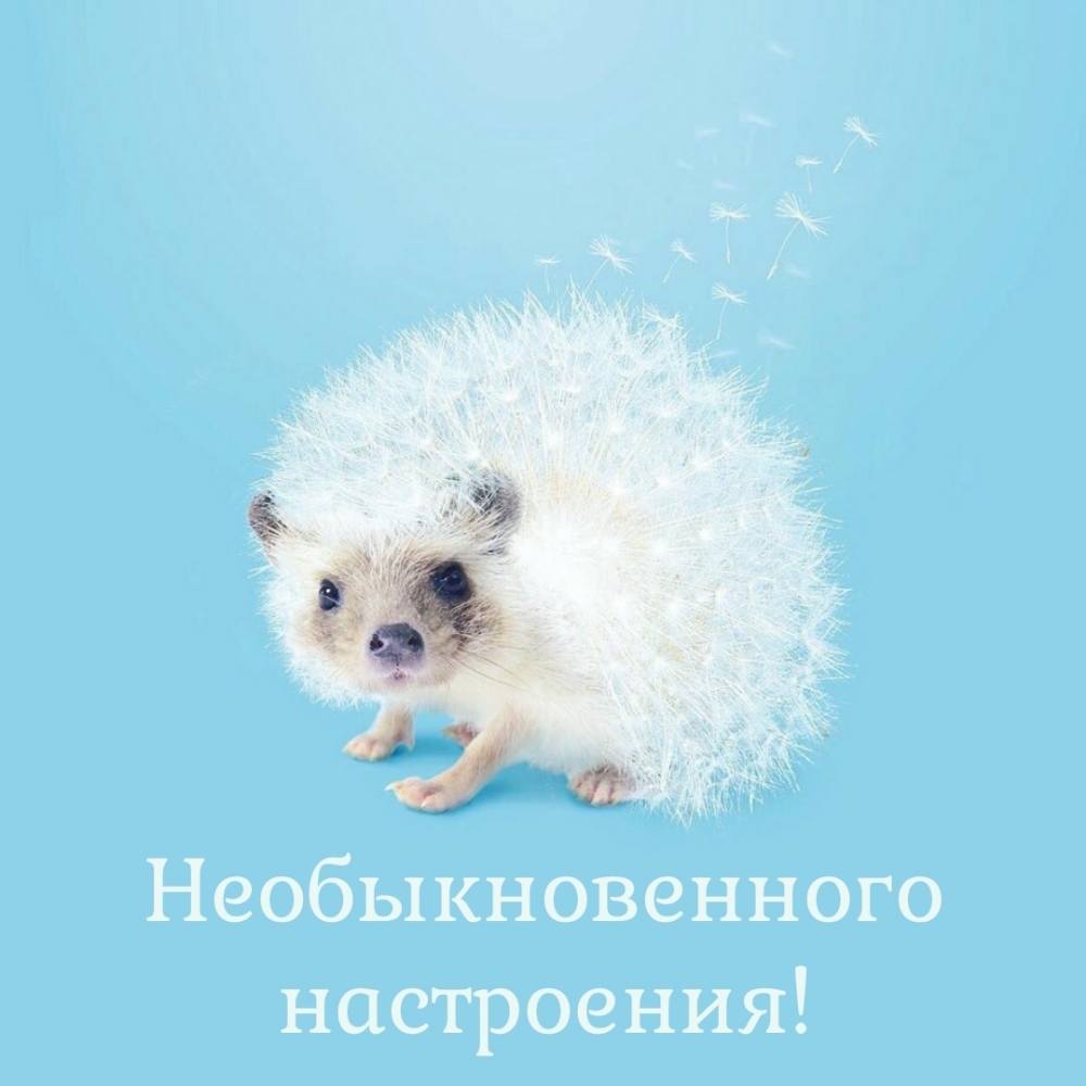 Картинка - Необыкновенного настроения!.