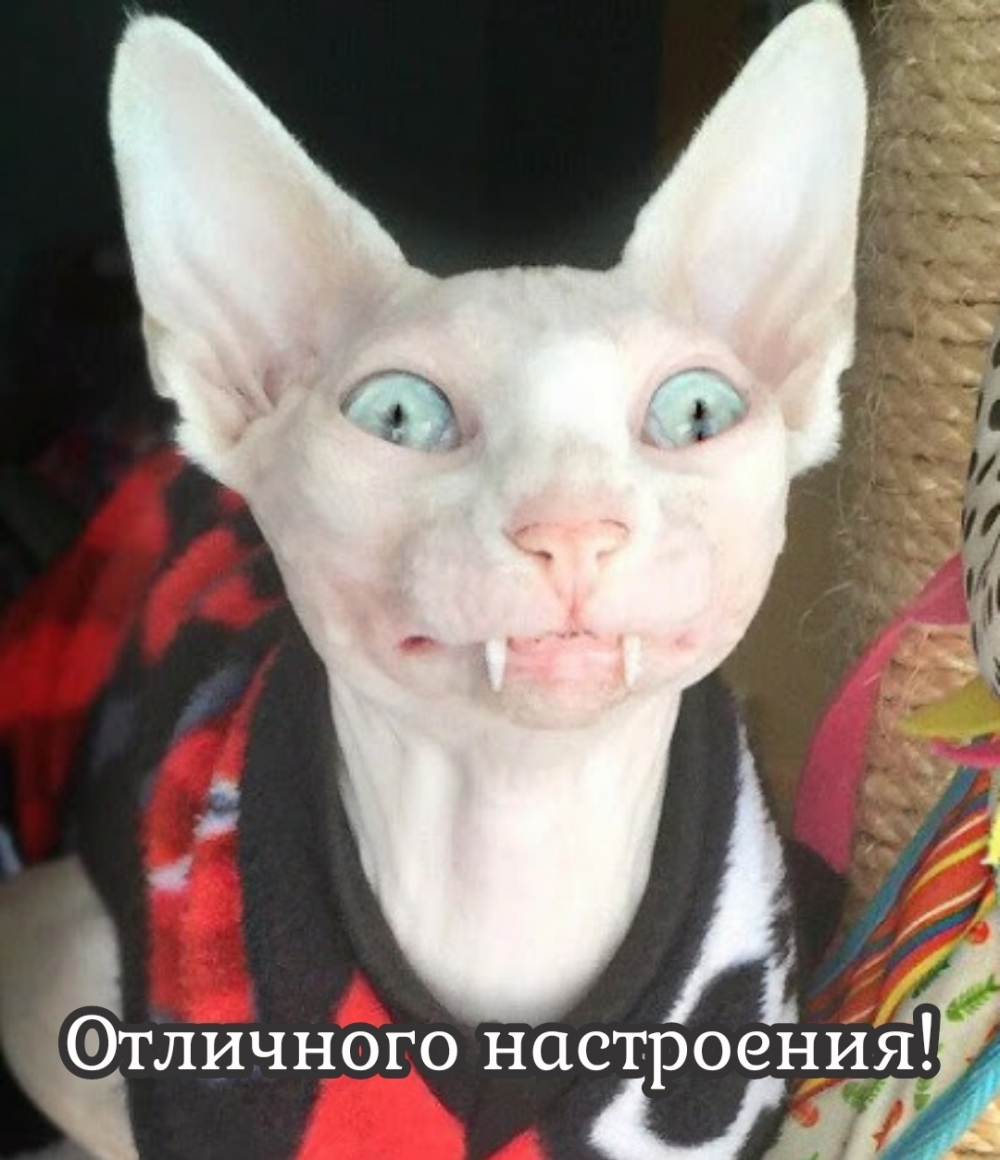 Отличного настроения!