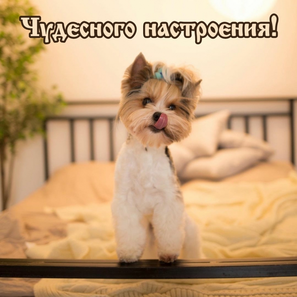 Чудесного настроения!