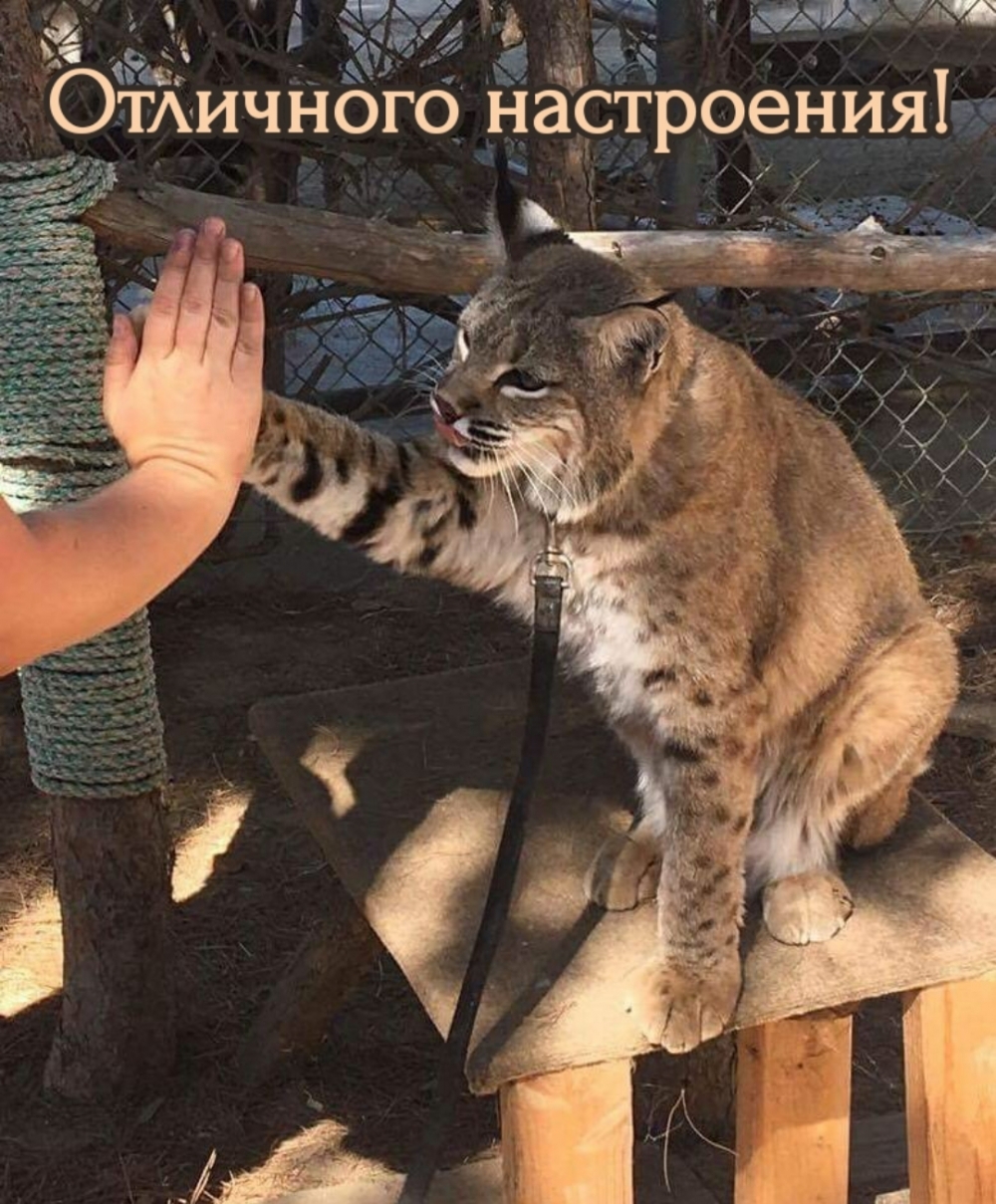 Отличного настроения!