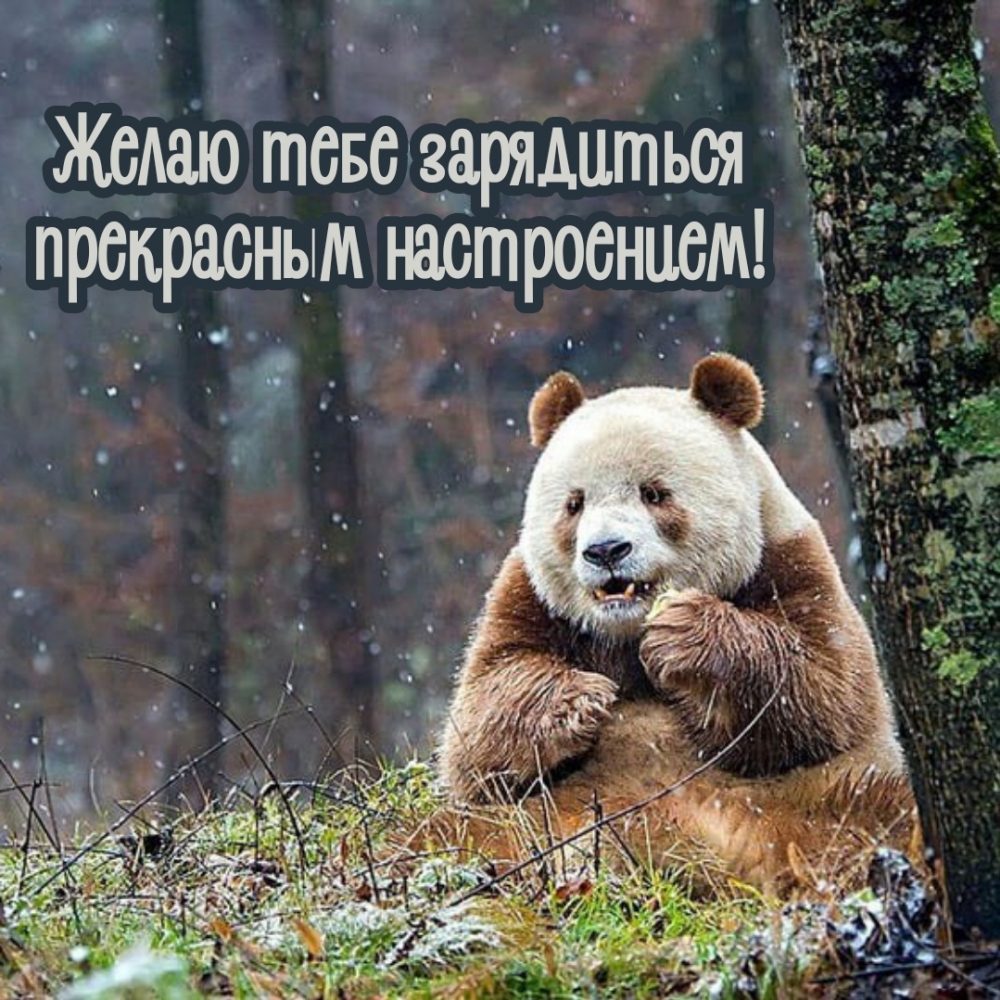 Желаю тебе зарядиться прекрасным настроением!