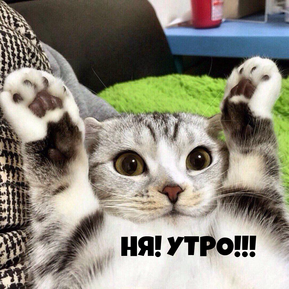 НЯ! УТРО!