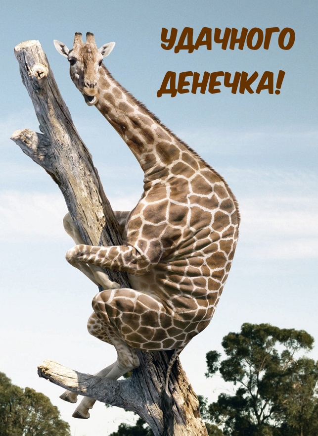 Удачного денечка!