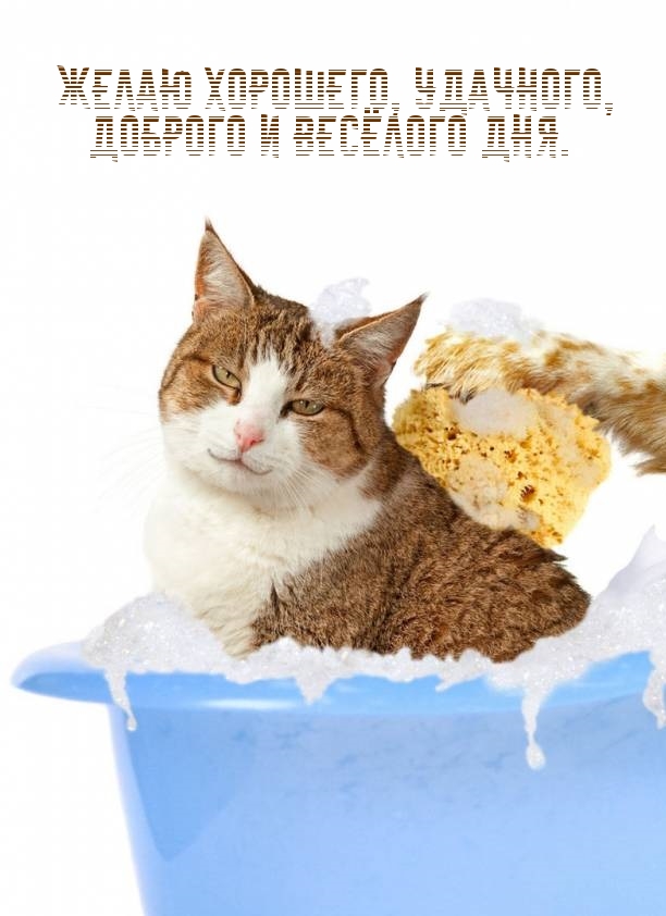Желаю хорошего, удачного, доброго и весёлого дня.