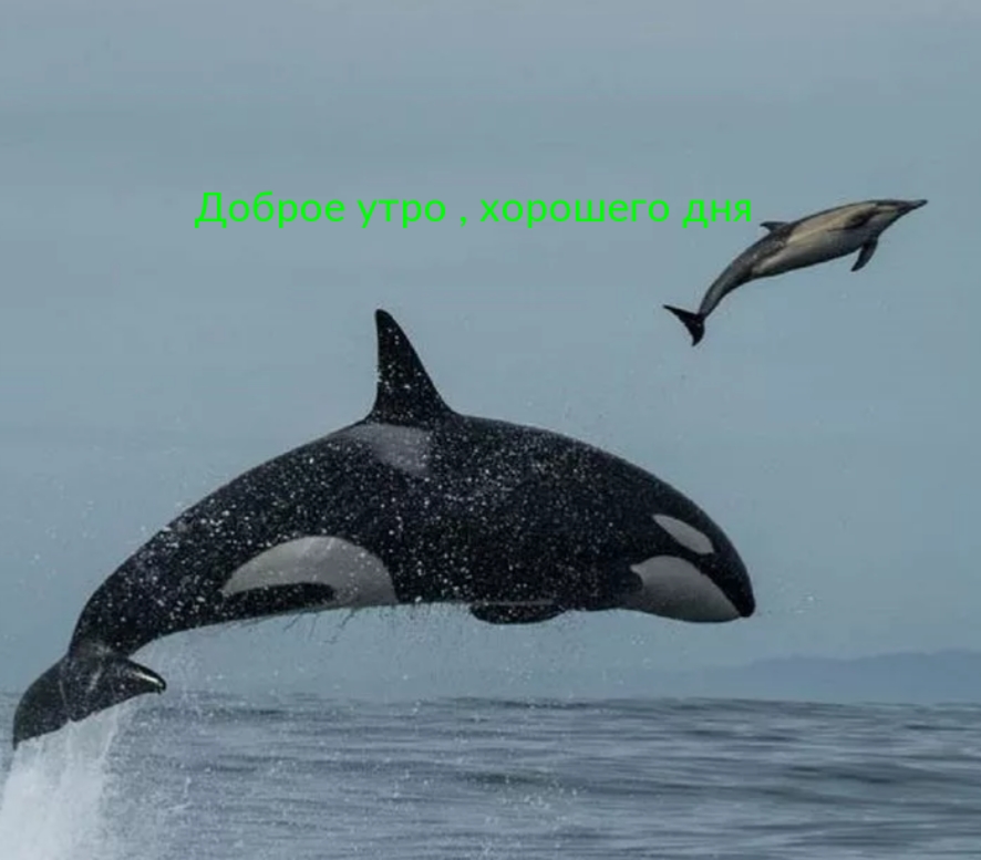 Доброе утро , хорошего дня