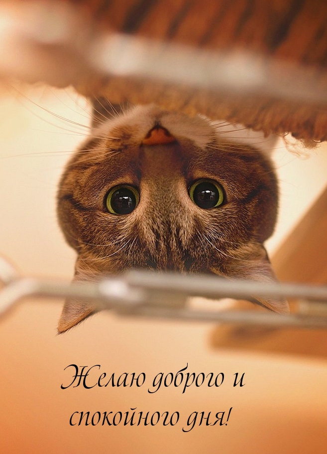 Желаю доброго и спокойного дня!