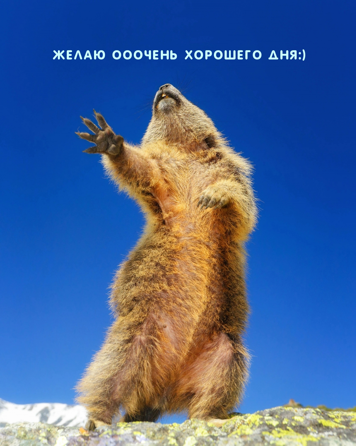 Желаю ооочень хорошего дня:)