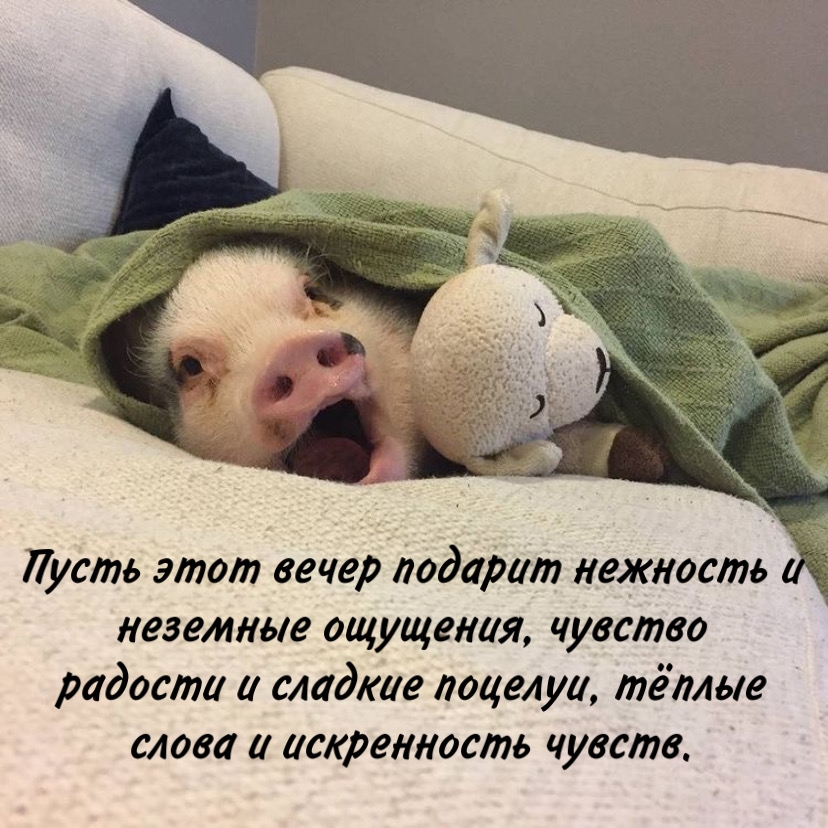Смешное пожелание доброго вечера