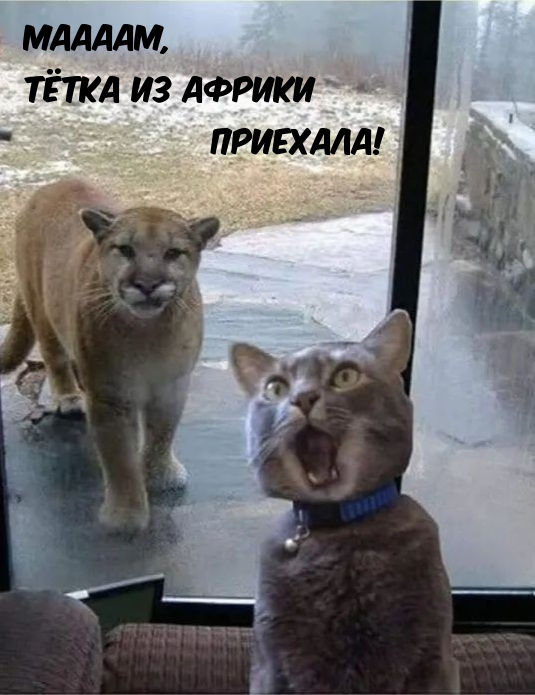 Маааам, тётка из Африки приехала!