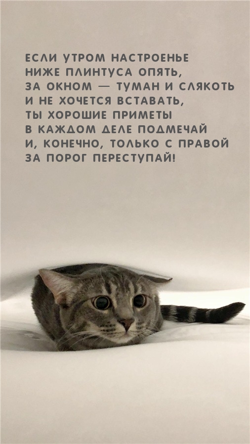 Забавное пожелание хорошего настроения