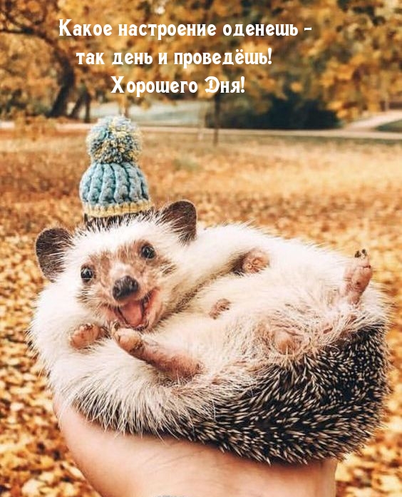 Какое настроение оденешь — так день и проведёшь! Хорошего Дня!