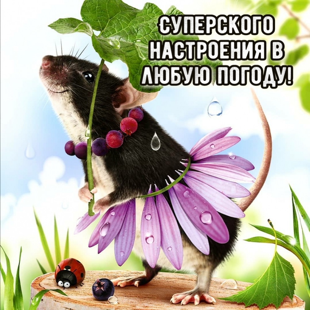 Суперского настроения в любую погоду!