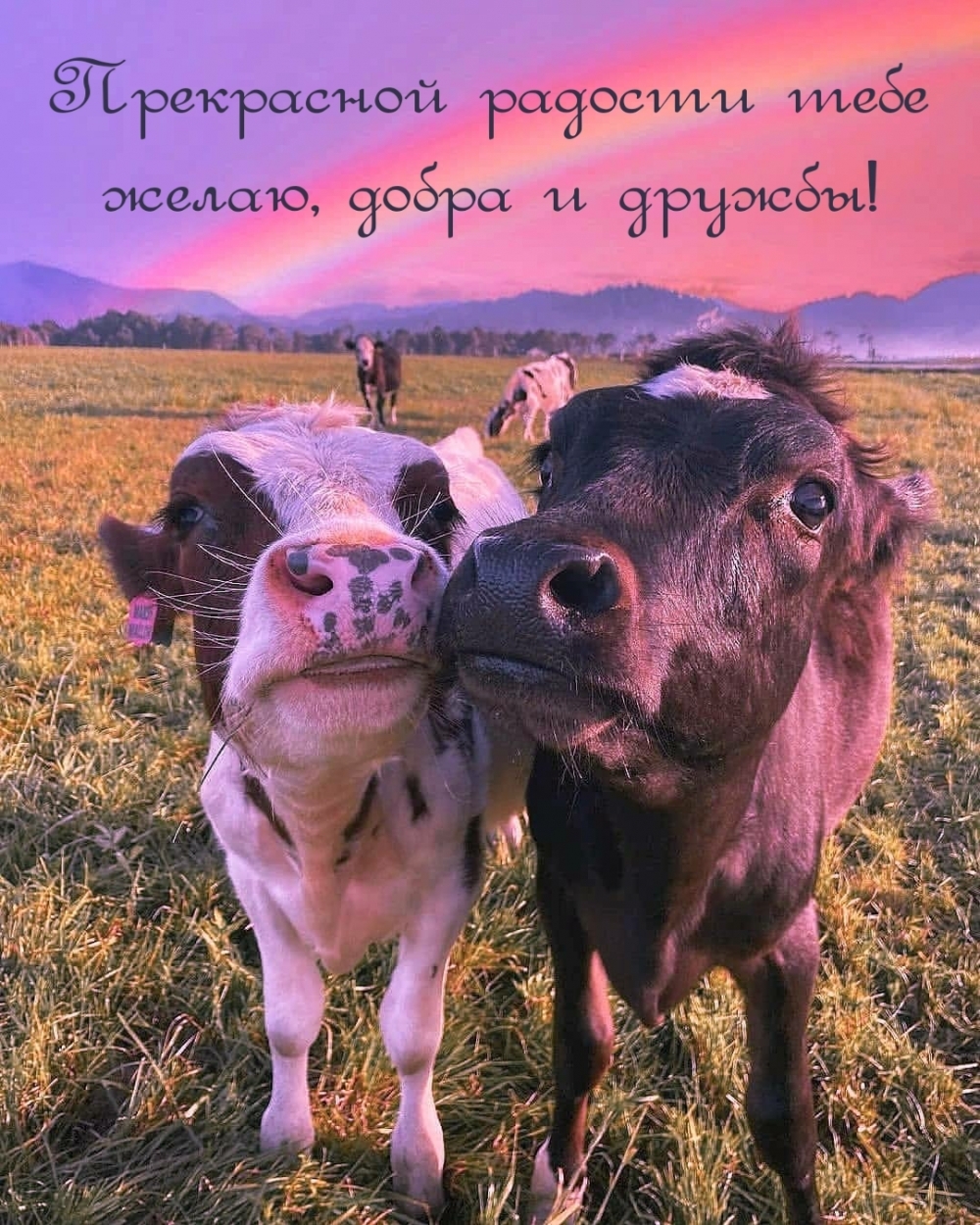 Прекрасной радости тебе желаю, добра и дружбы!