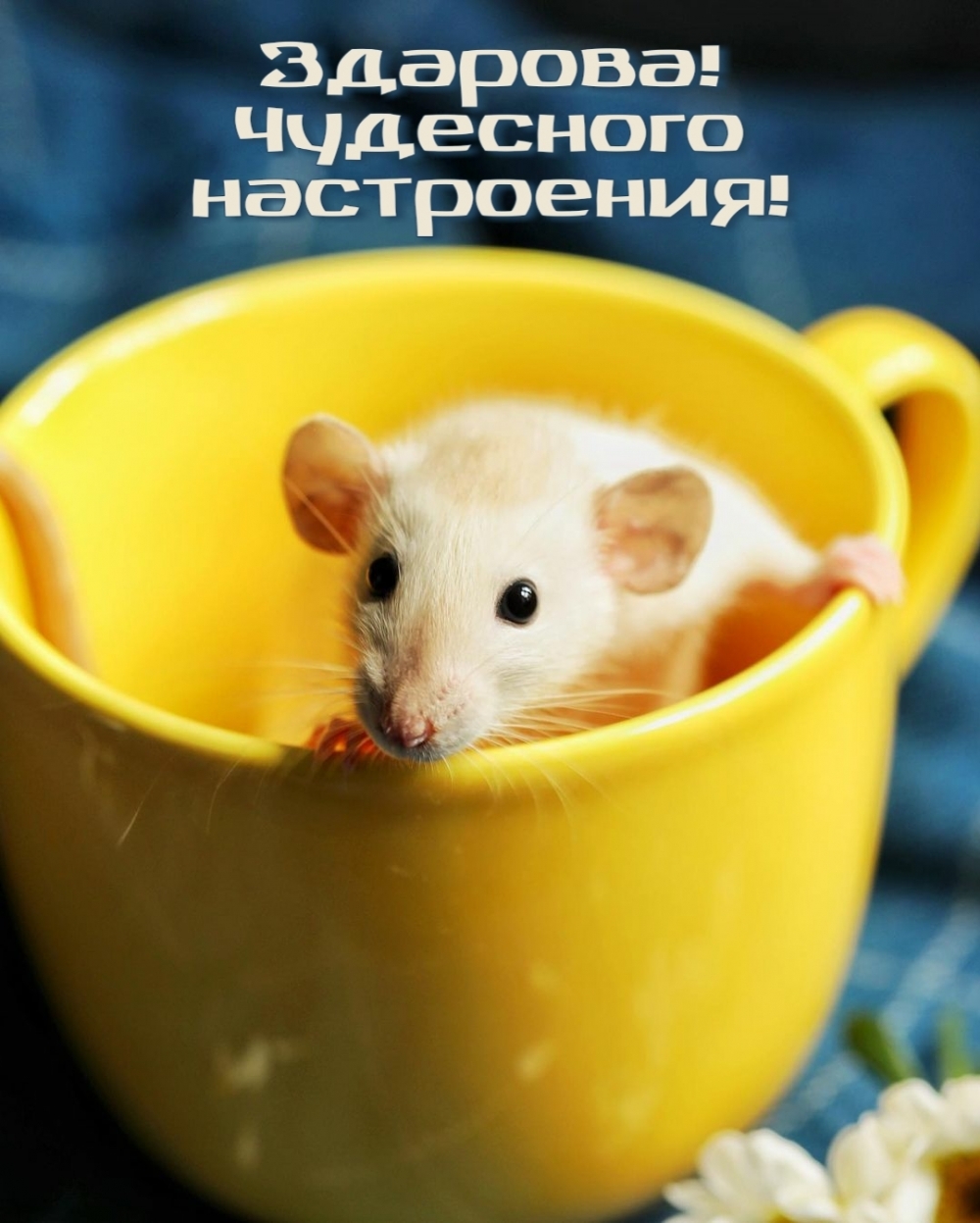 Здарова! Чудесного настроения!