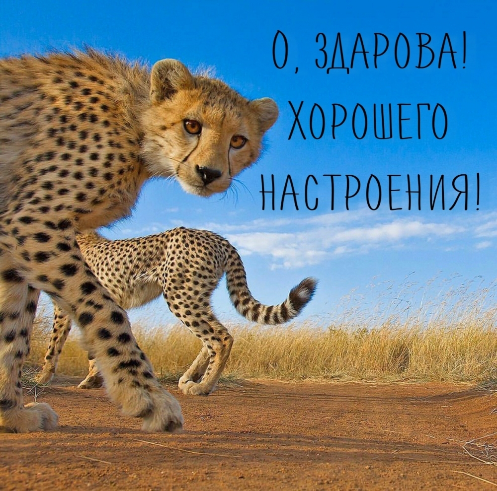 О, здарова! Хорошего настроения!