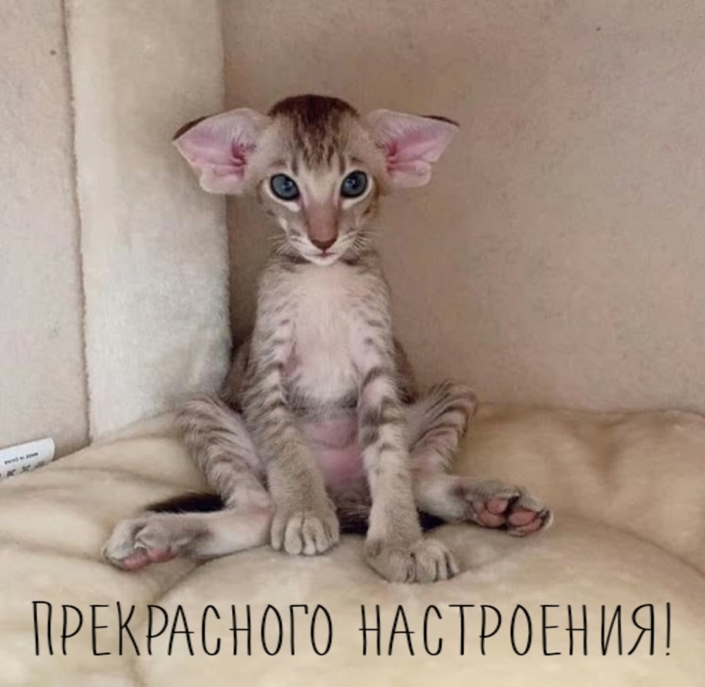Прекрасного настроения!