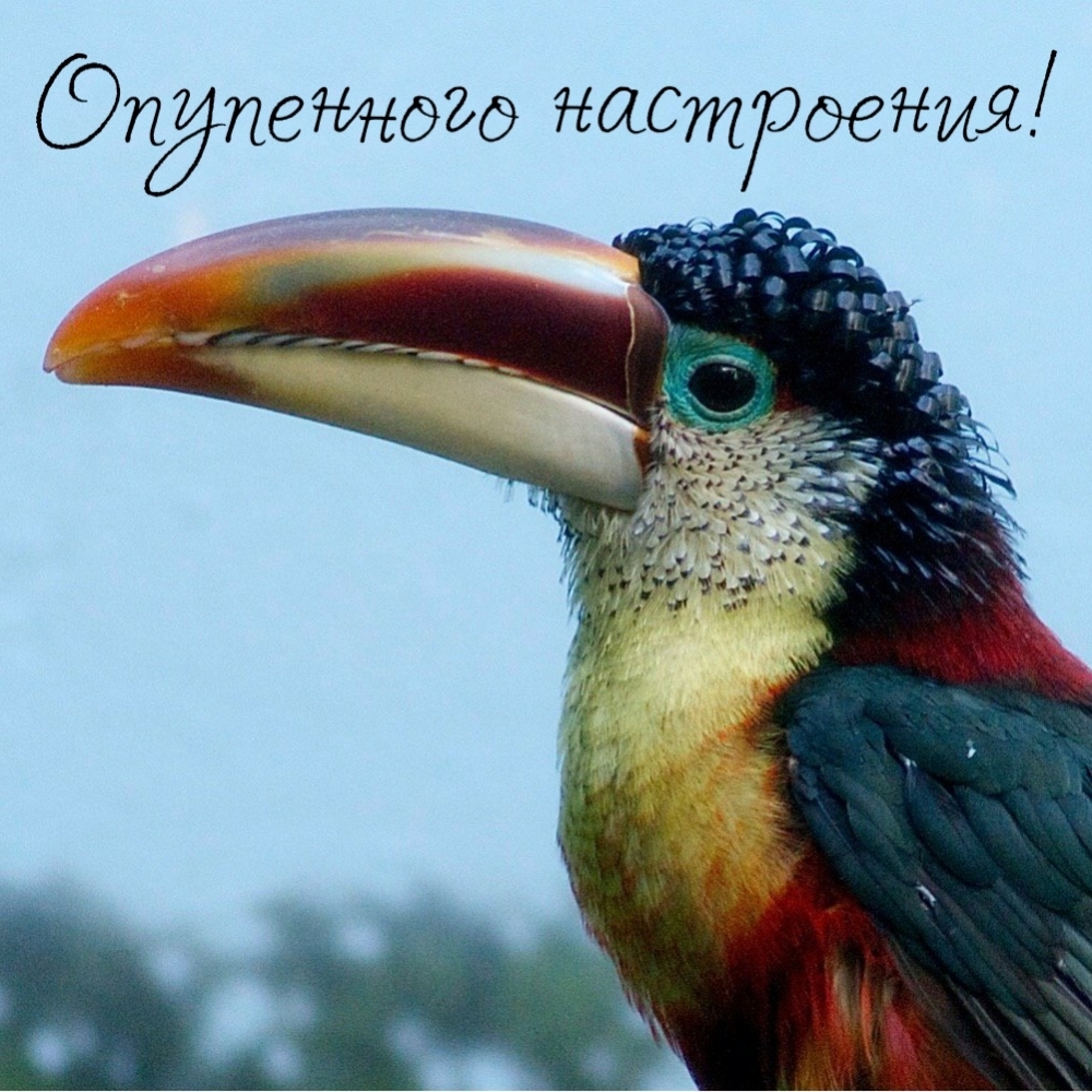 Опупенного настроения!