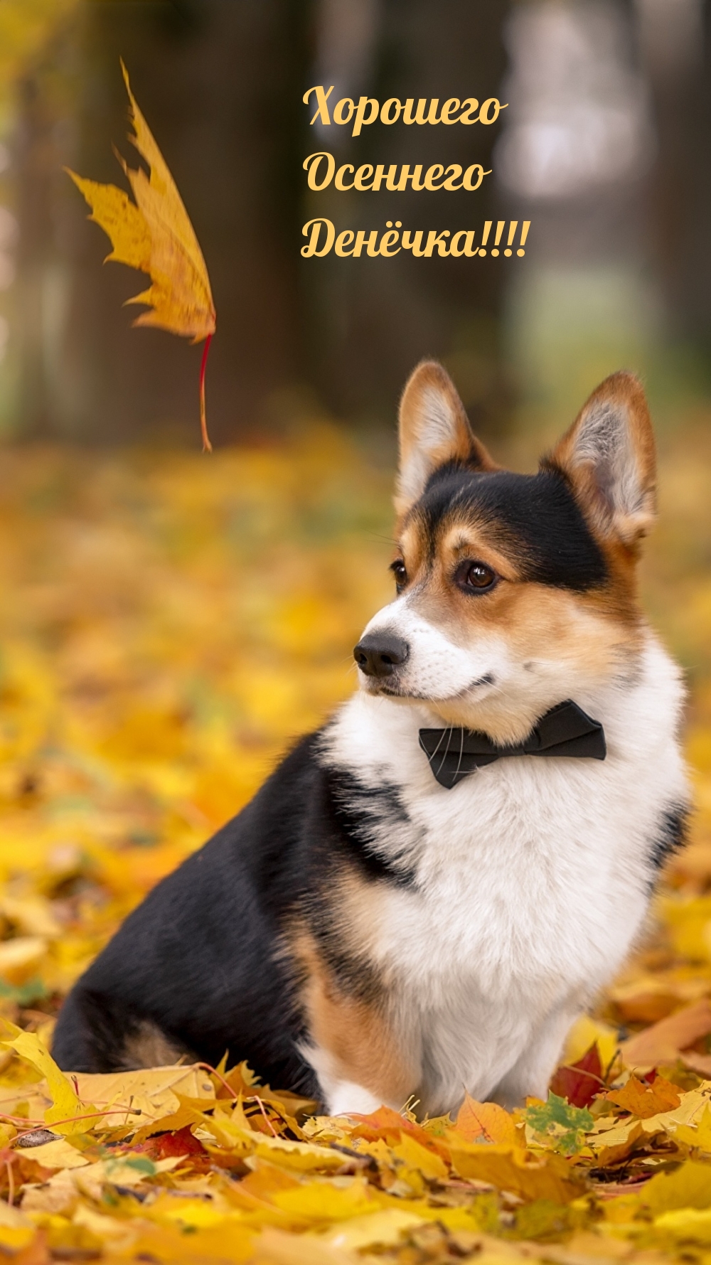Хорошего Осеннего Денёчка!
