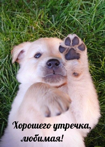 Хорошего утречка, любимая!