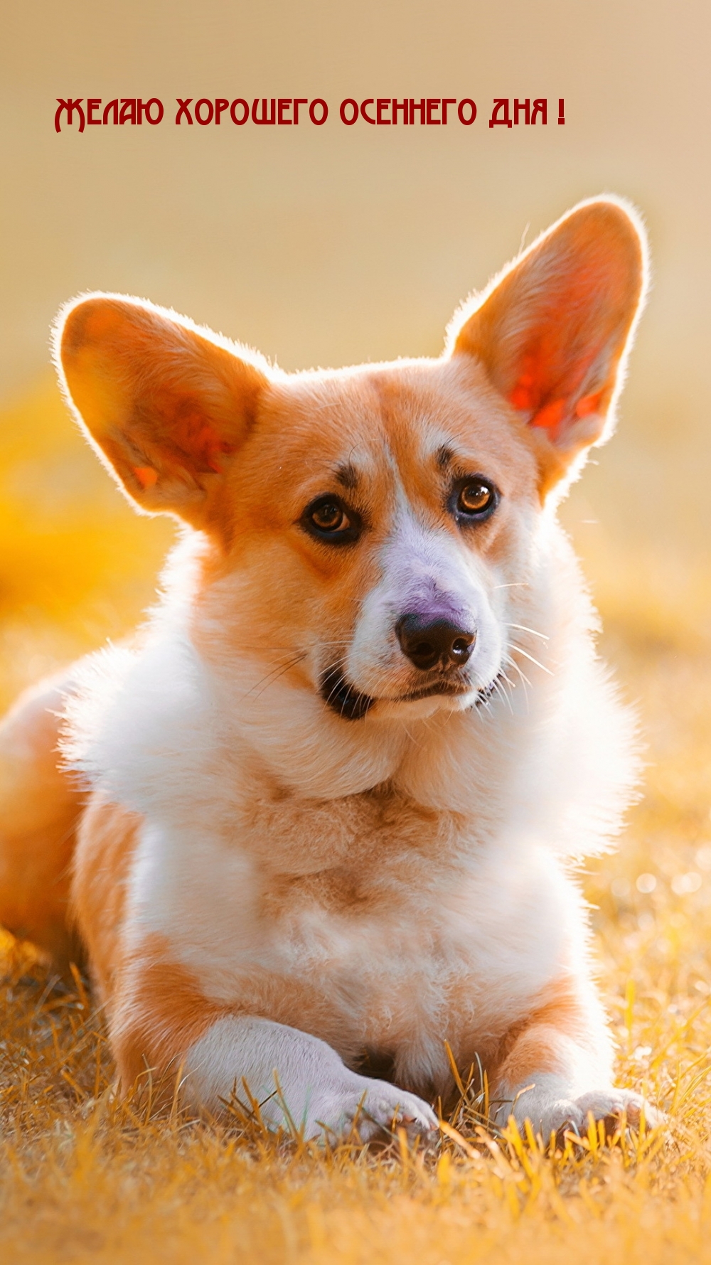 Желаю хорошего осеннего дня!
