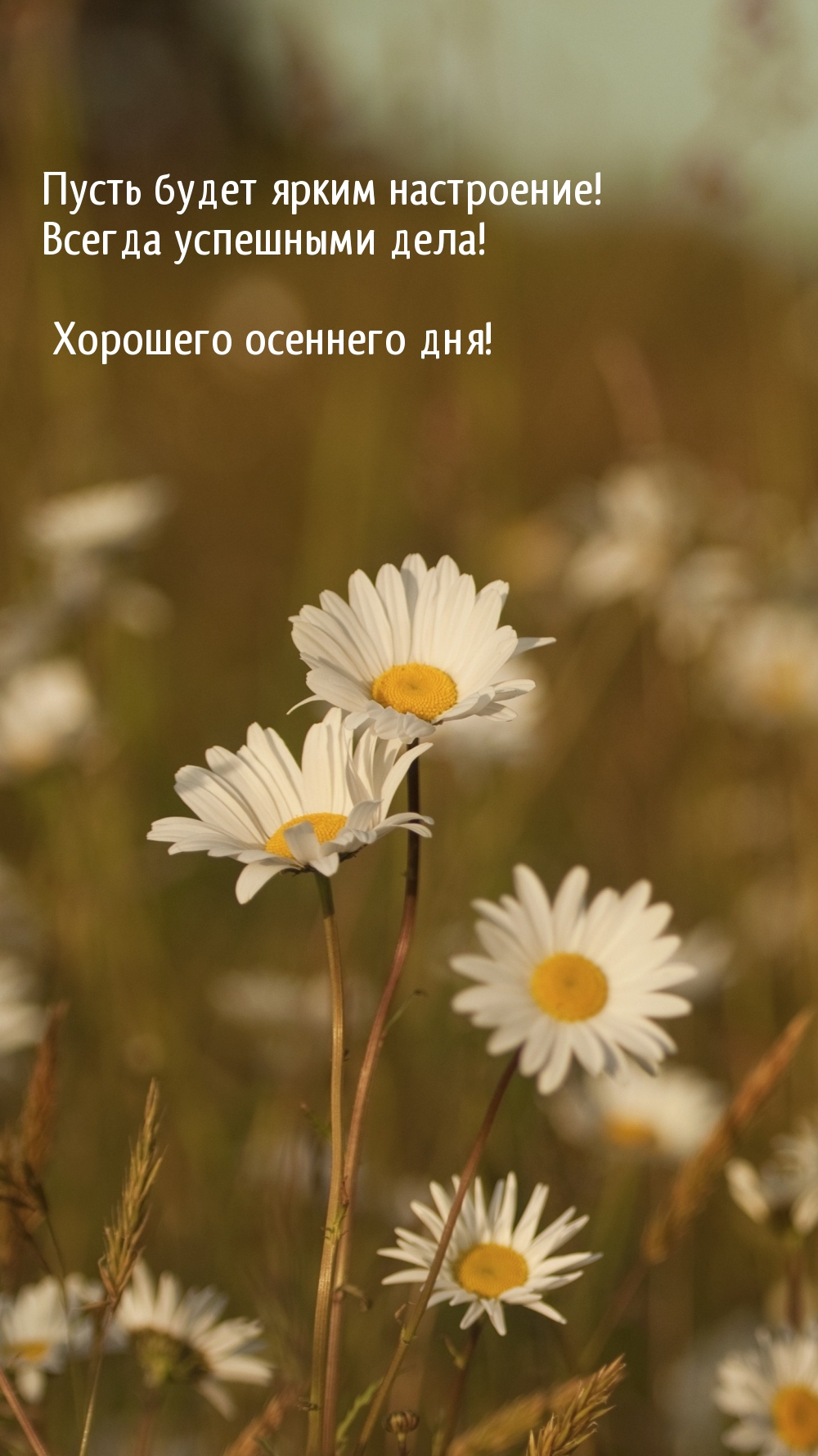 Пусть будет ярким настроение! Хорошего осеннего дня!
