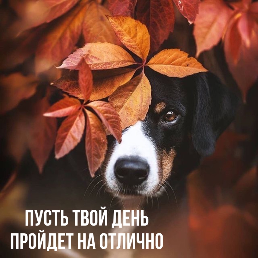Пусть твой день пройдет на отлично