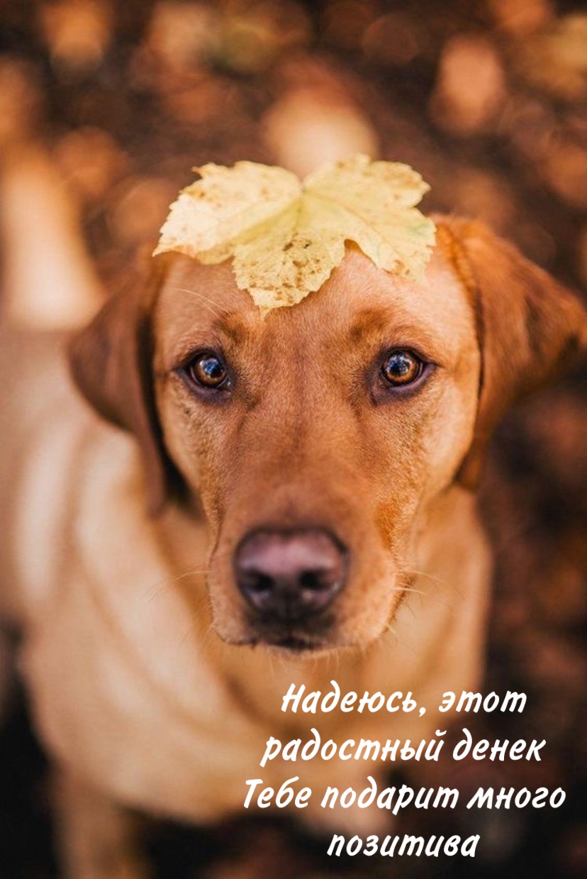 Надеюсь, этот радостный денек Тебе подарит много позитива