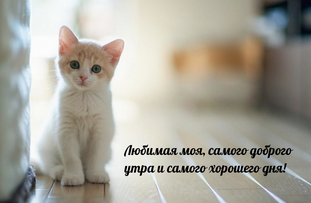 Любимая моя, самого доброго утра и самого хорошего дня!