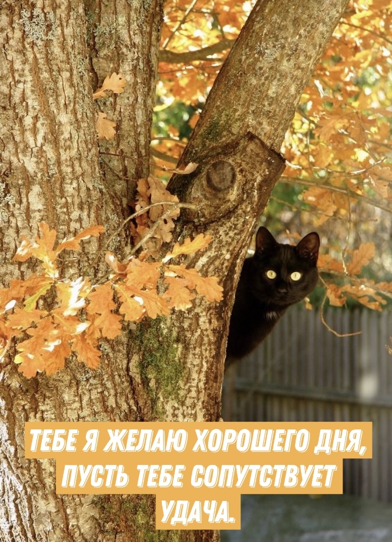 Тебе я желаю хорошего дня, пусть тебе сопутствует удача.