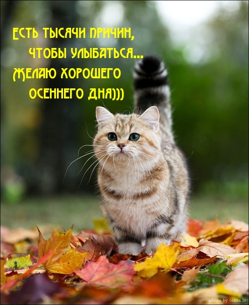 Чтобы улыбаться… Желаю хорошего осеннего дня)))