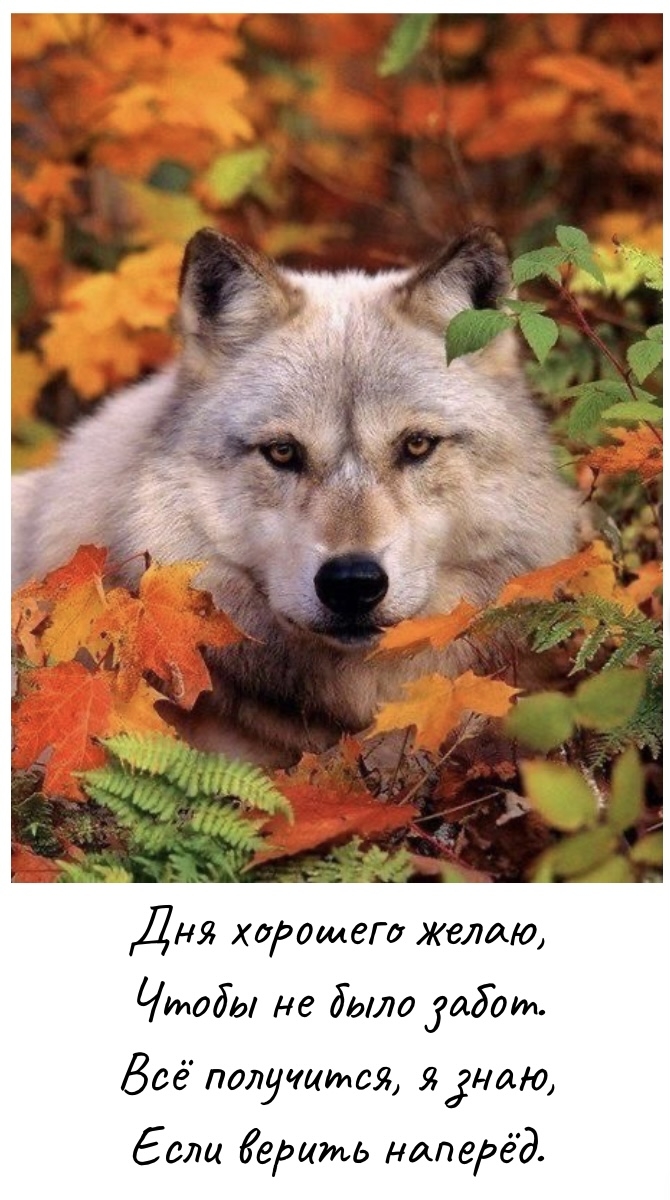 Дня хорошего желаю, чтобы не было забот.