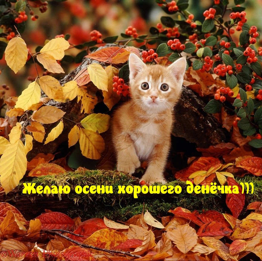 Желаю осени хорошего денёчка)))