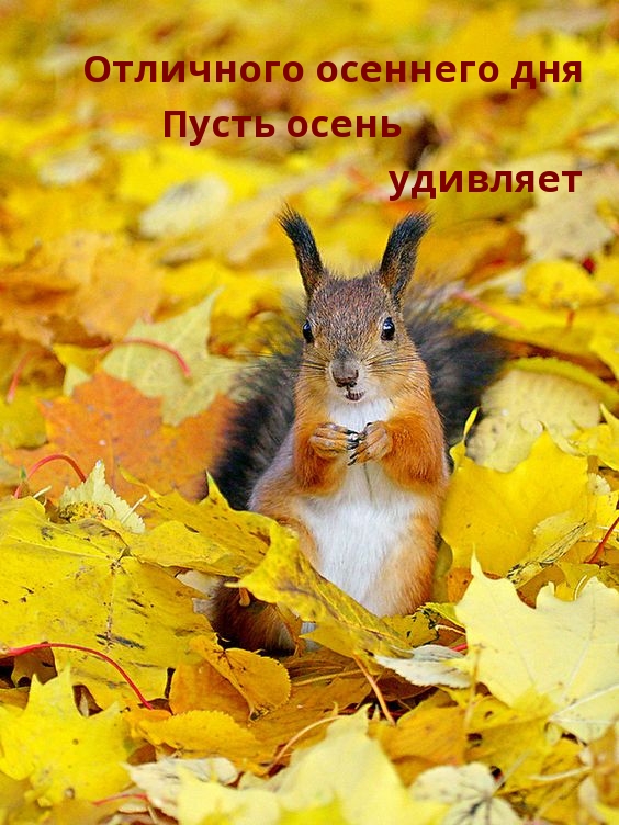 Отличного осеннего дня. Пусть осень удивляет