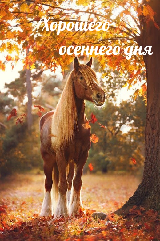 Хорошего осеннего дня