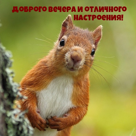 Доброго вечера и отличного настроения!