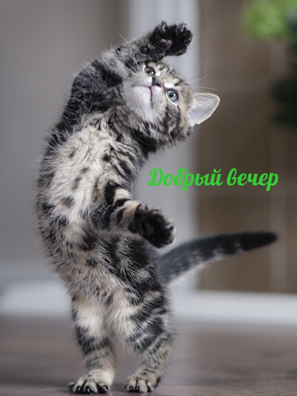 Добрый вечер