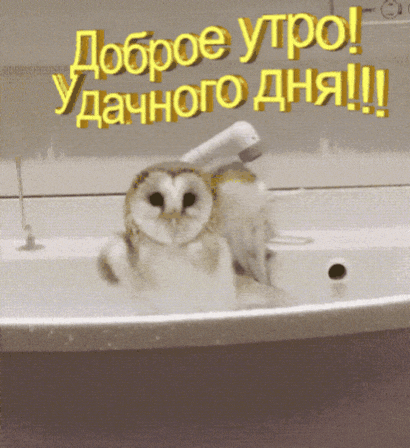 Доброе утро! Удачного дня!