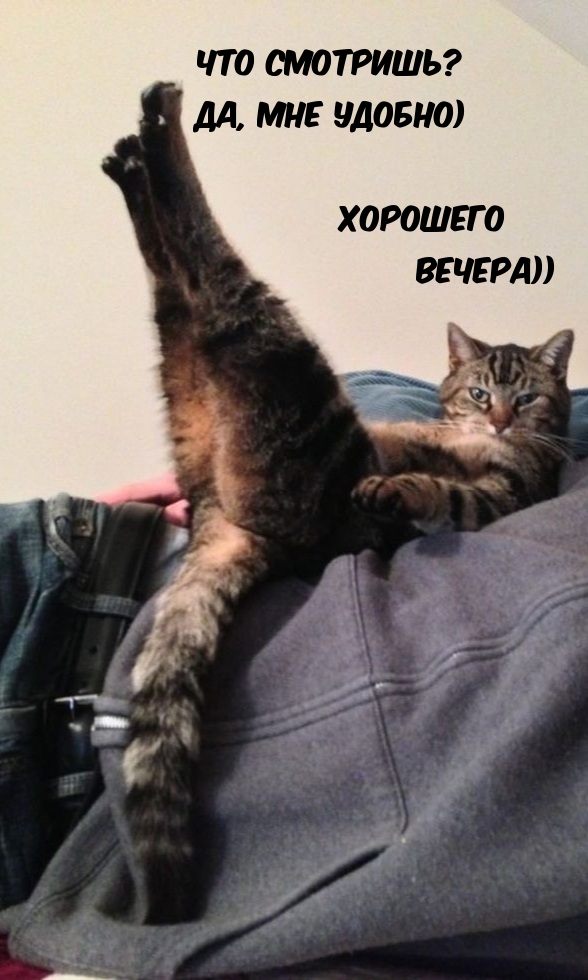 Смешная картинка с котом для пожелания хорошего вечера