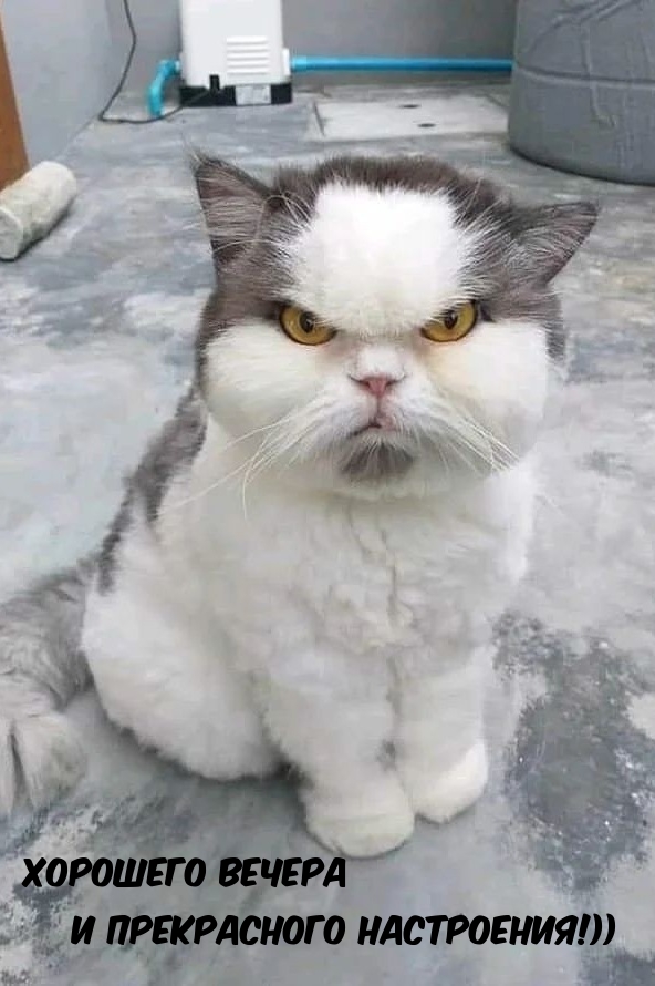 Серьёзный кот — хорошего вечера