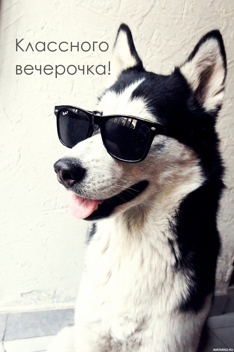 Собака хаски в очках — Классного вечерочка!