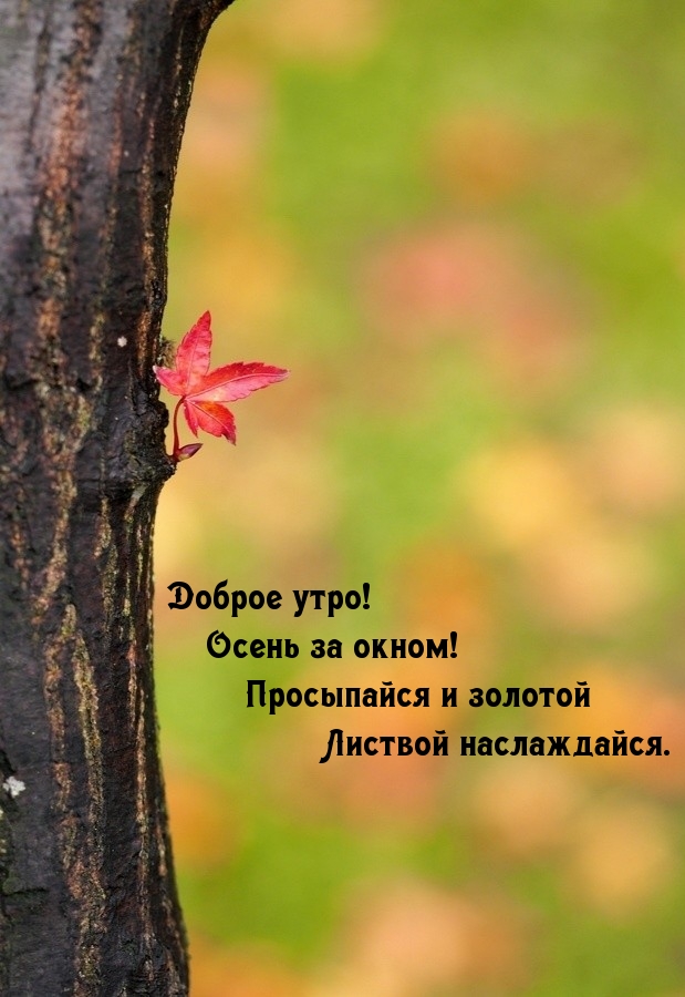 Доброе утро! Осень за окном!