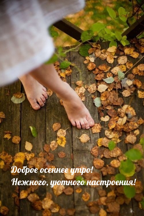 Доброе осеннее утро! Нежного, уютного настроения!