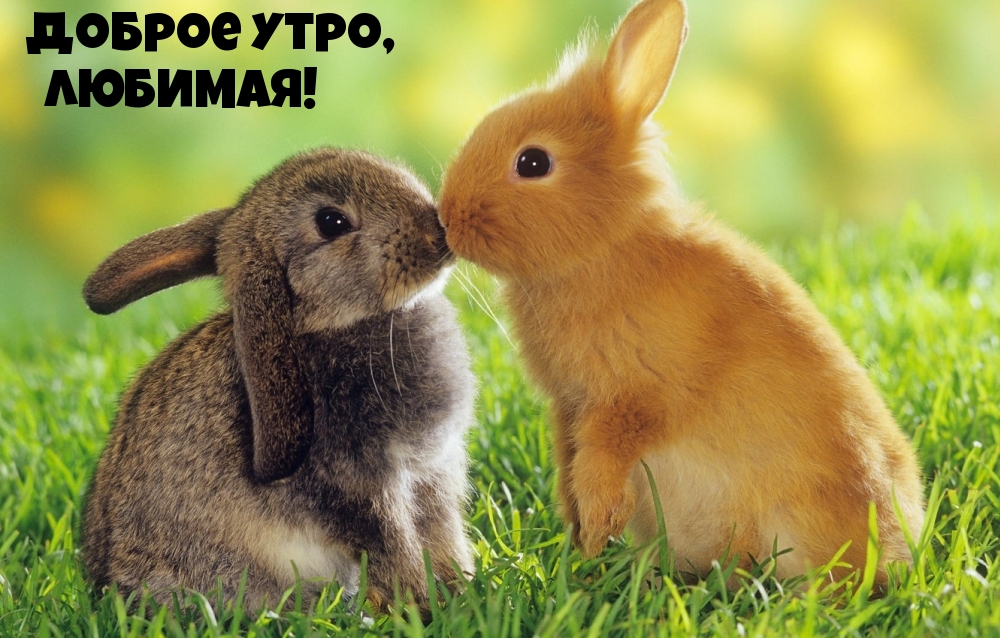 Доброе утро, любимая!