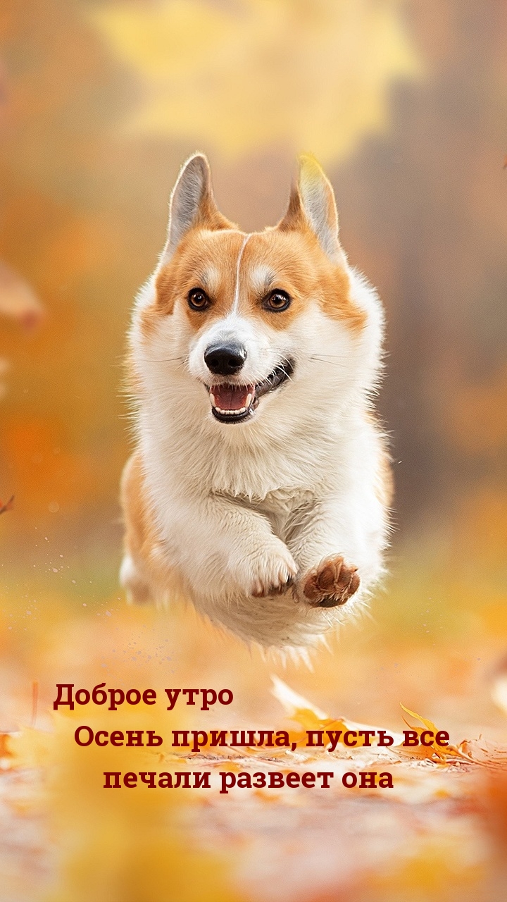 Доброе утро! Осень пришла, пусть все печали развеет она