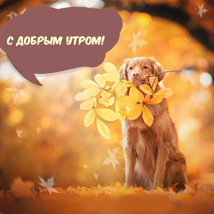 С Добрым утром!